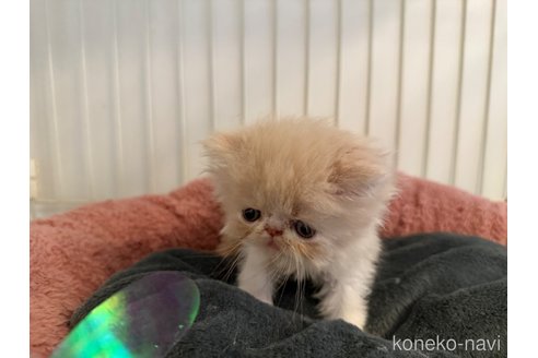 販売中の岐阜県のエキゾチックショートヘア-121334の6枚目