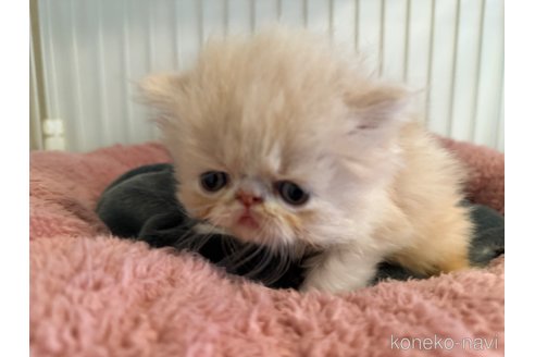 販売中の岐阜県のエキゾチックショートヘア-121334の5枚目