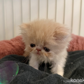 販売中の岐阜県のエキゾチックショートヘア-121334の4枚目