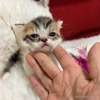販売中の北海道のマンチカン(短足)-121335の7枚目