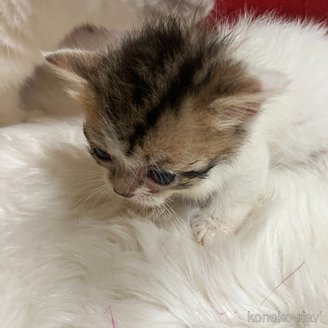 販売中の北海道のマンチカン(短足)-121335の3枚目