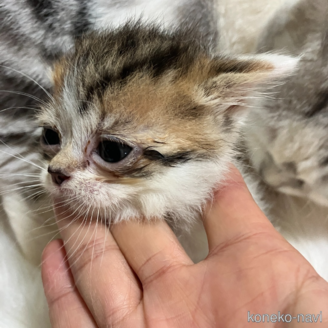 販売中の北海道のマンチカン(短足)-121335の1枚目