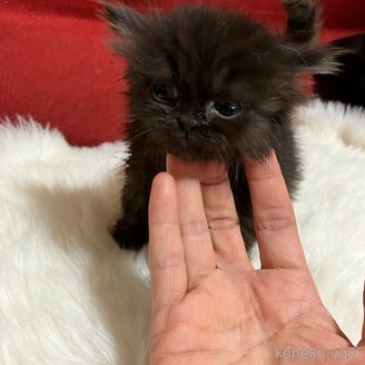 販売中の北海道のマンチカン(短足)-121347の2枚目