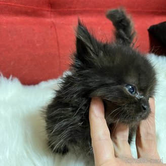 販売中の北海道のマンチカン(短足)-121347の4枚目