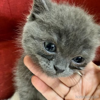 販売中の北海道のマンチカン-121349の2枚目