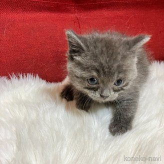 販売中の北海道のマンチカン-121349の3枚目