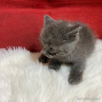販売中の北海道のマンチカン-121349の4枚目