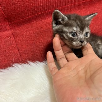 販売中の北海道のマンチカン(短足)-121351の3枚目