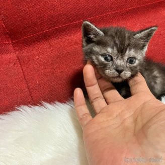 販売中の北海道のマンチカン(短足)-121351の4枚目