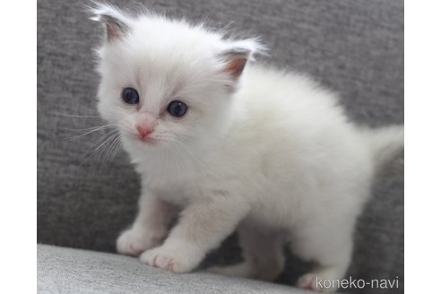 成約済の山梨県のラグドール-120881の5枚目