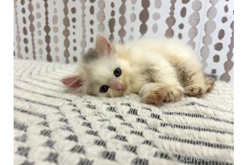 販売中の千葉県のマンチカン-117089の1枚目