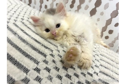 販売中の千葉県のマンチカン-117089の2枚目