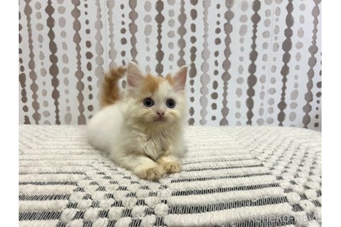販売中の千葉県のマンチカン-117087の2枚目