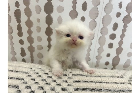 販売中の千葉県のマンチカン-121354の2枚目