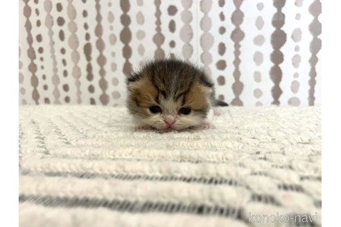 販売中の千葉県のマンチカン-121355の3枚目