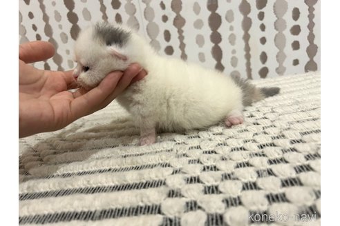 販売中の千葉県のミヌエット(短足)-121356の4枚目