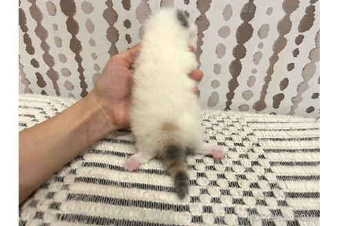 販売中の千葉県のミヌエット(短足)-121356の2枚目