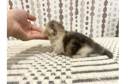 販売中の千葉県のミヌエット(短足)-121357の2枚目
