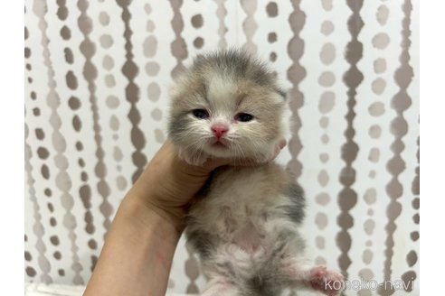 販売中の千葉県のミヌエット(短足)-121357の3枚目