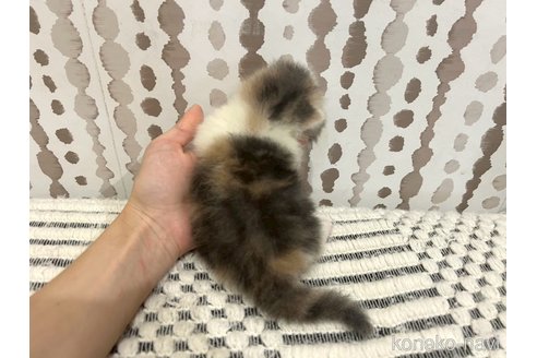 販売中の千葉県のミヌエット(短足)-121357の5枚目