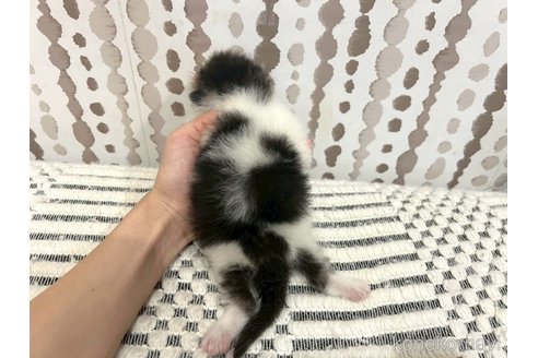 販売中の千葉県のミヌエット-121358の3枚目