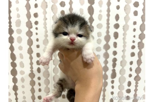 販売中の千葉県のミヌエット-121358の4枚目