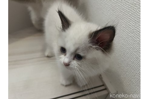 販売中の埼玉県のラグドール-118578