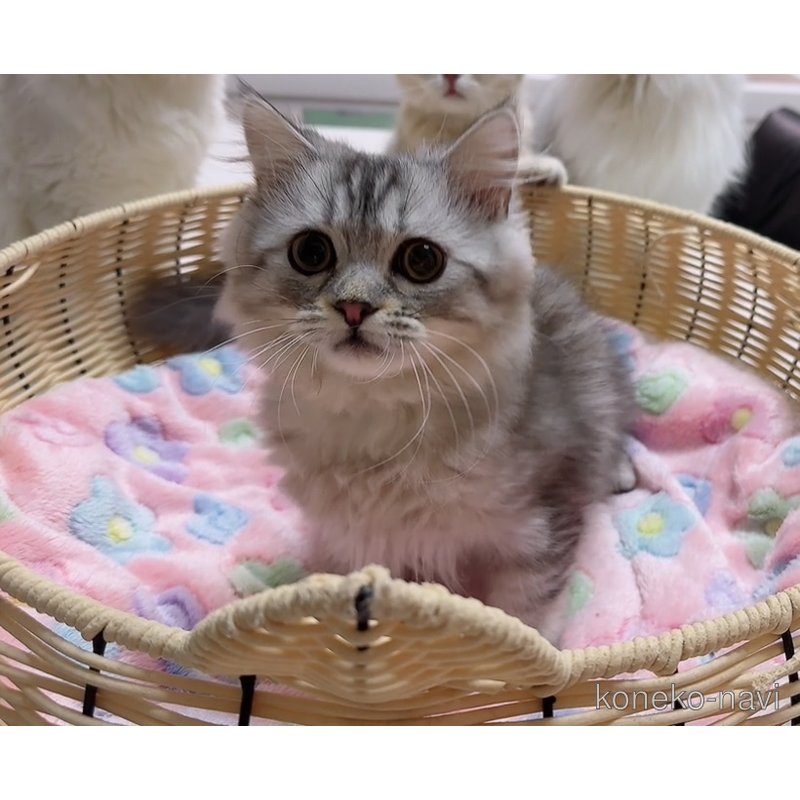 販売中の京都府のマンチカン-114206の2枚目