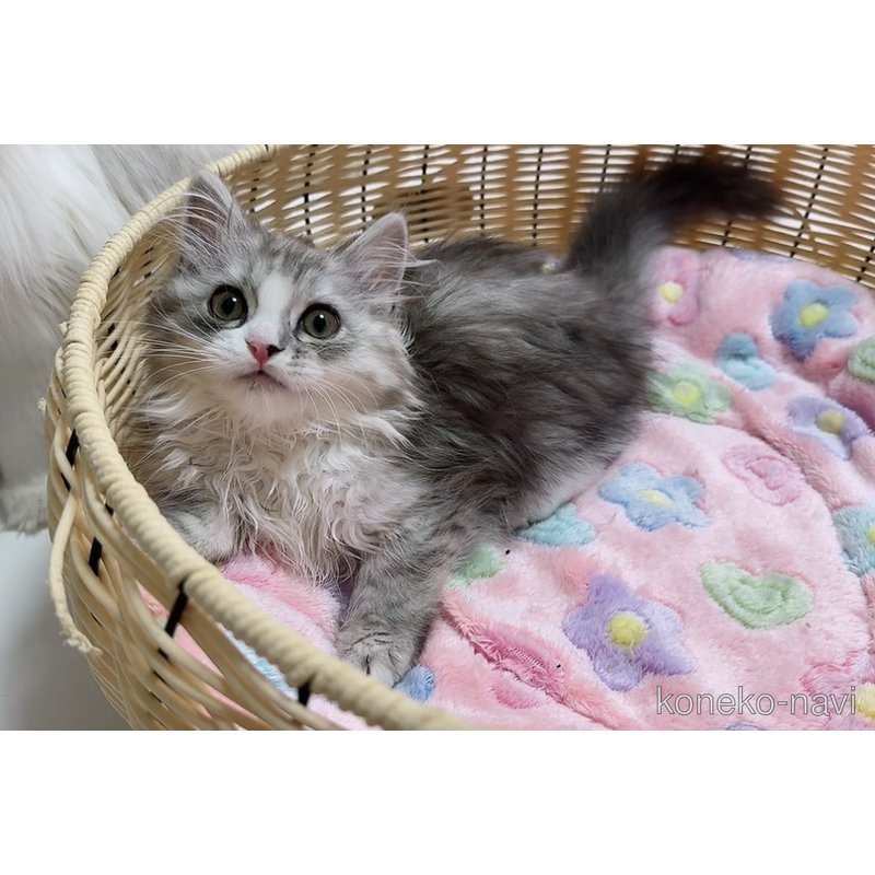 販売中の京都府のミヌエット-116764の1枚目