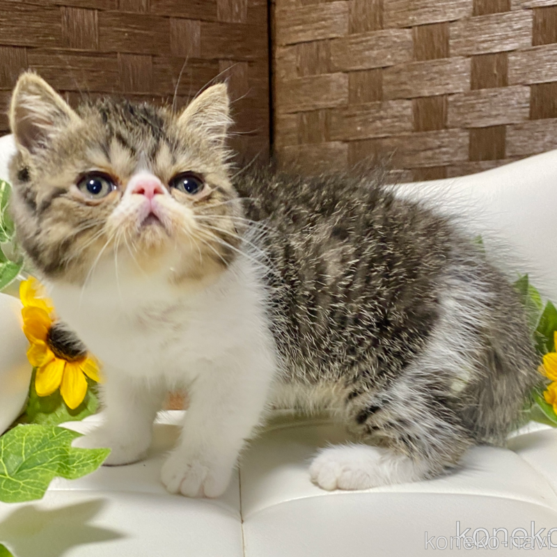 販売中の愛知県のエキゾチックショートヘア-118971