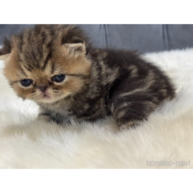 販売中の鹿児島県のエキゾチックショートヘア-121388の3枚目