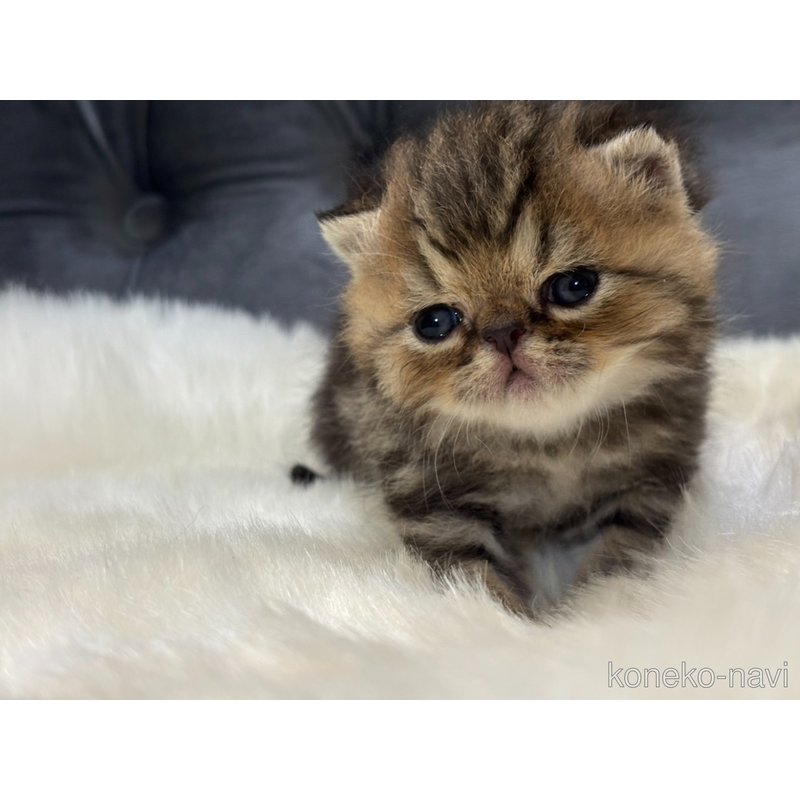 販売中の鹿児島県のエキゾチックショートヘア-121388の5枚目
