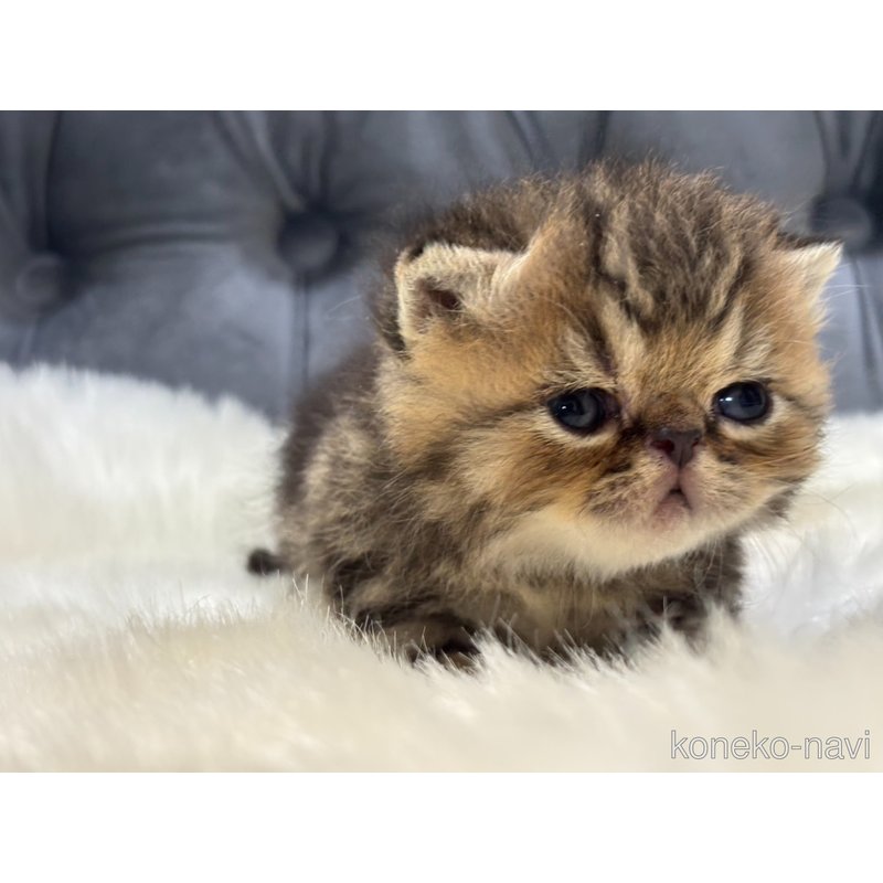 販売中の鹿児島県のエキゾチックショートヘア-121388の4枚目