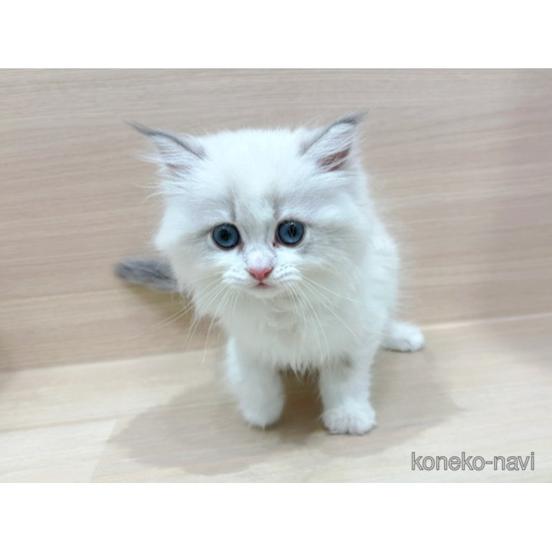 販売中の東京都のネヴァマスカレード-121390の3枚目