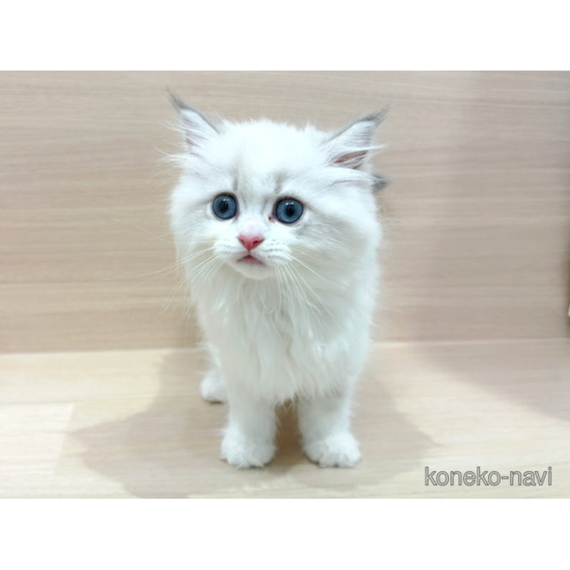 販売中の東京都のネヴァマスカレード-121390の2枚目