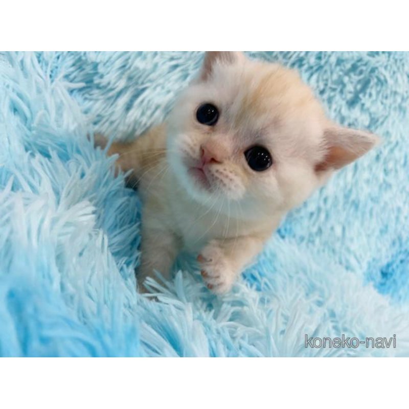 販売中の大阪府のスコティッシュフォールド-121398の3枚目