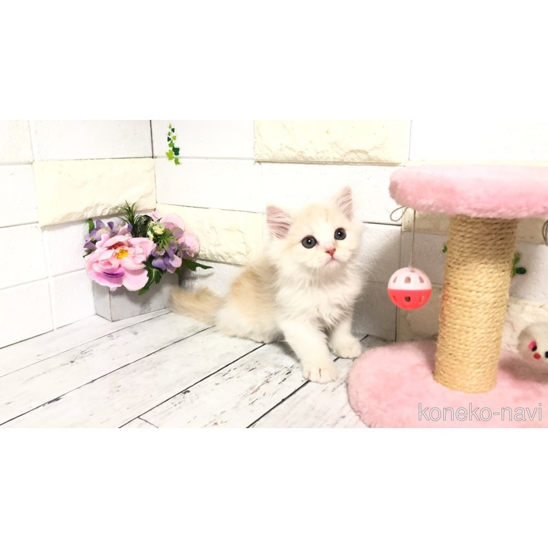 販売中の埼玉県のマンチカン-118677