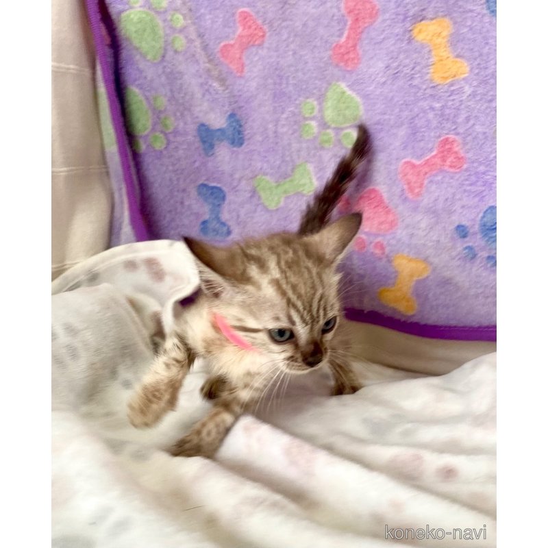 販売中の静岡県のベンガル-117510の20枚目