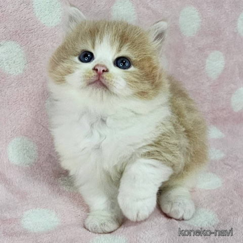 販売中の千葉県のマンチカン-121405
