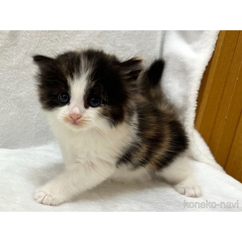 販売中の千葉県のラガマフィン-121411の9枚目