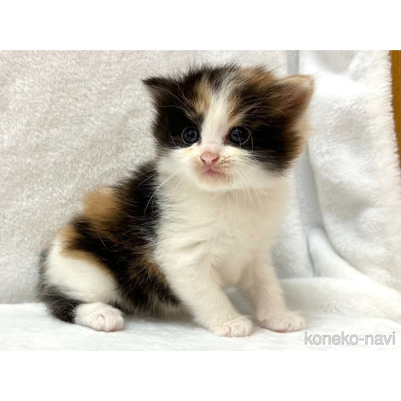販売中の千葉県のラガマフィン-121412の6枚目