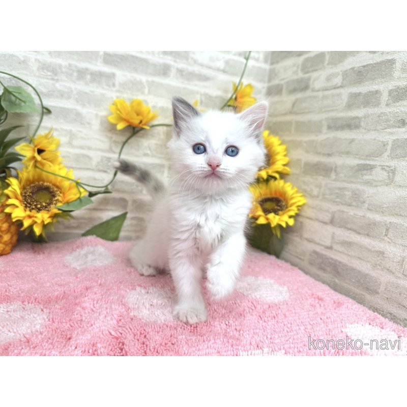 販売中の埼玉県のミックス-121435の3枚目