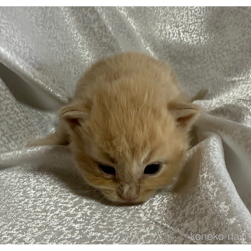 販売中の福岡県のメインクーン-121450の1枚目