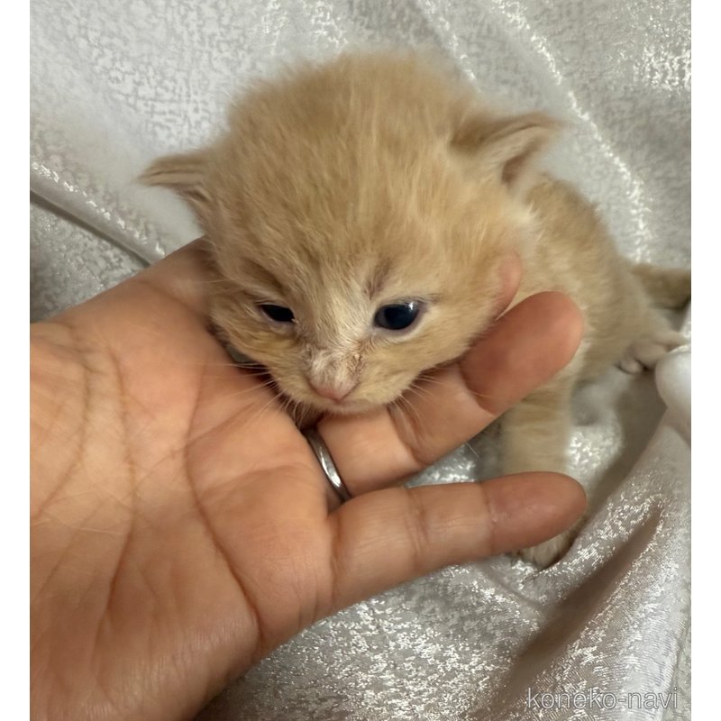 販売中の福岡県のメインクーン-121450の3枚目