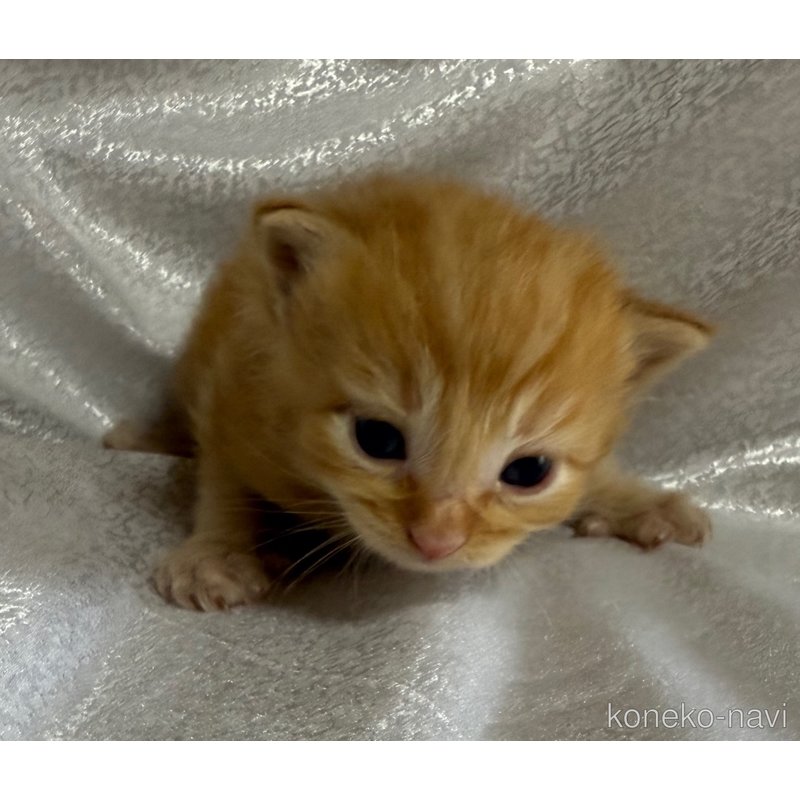 販売中の福岡県のメインクーン-121457の1枚目