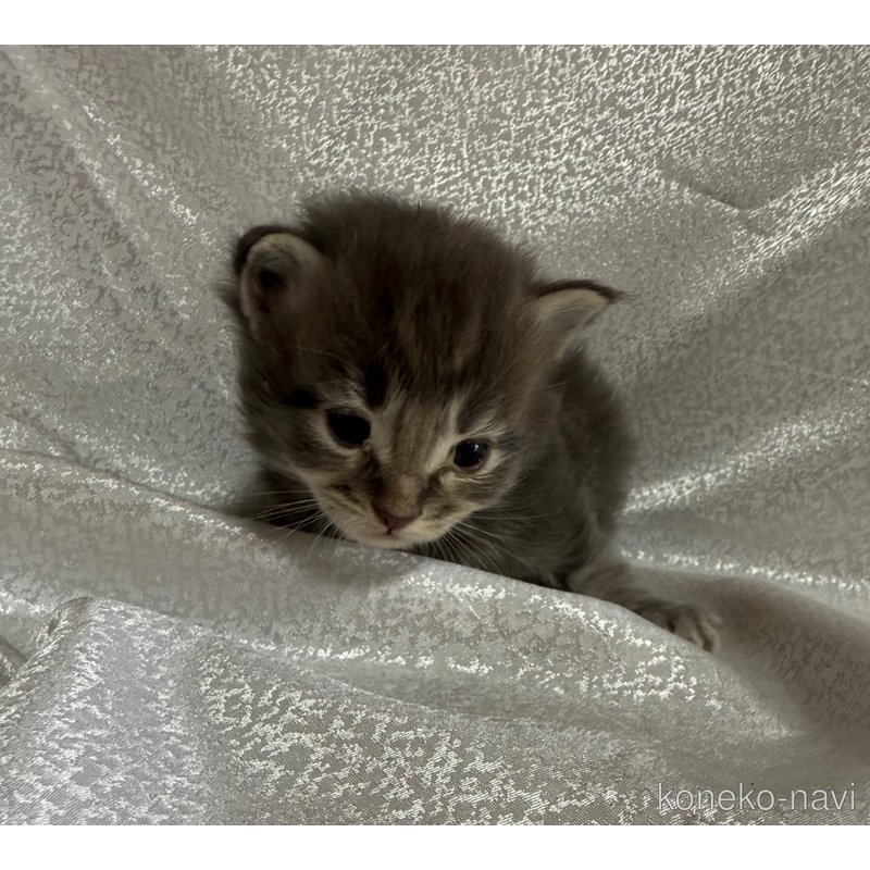 販売中の福岡県のメインクーン-121459の2枚目