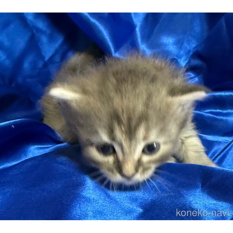 成約済の福岡県のメインクーン-120773の8枚目