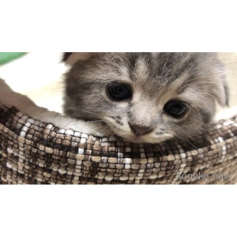 販売中の千葉県のスコティッシュフォールド(折れ耳)-121513の3枚目