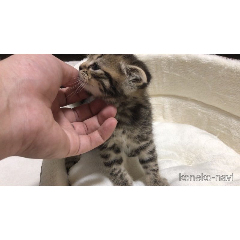 販売中の千葉県のスコティッシュフォールド(折れ耳)-121511の2枚目