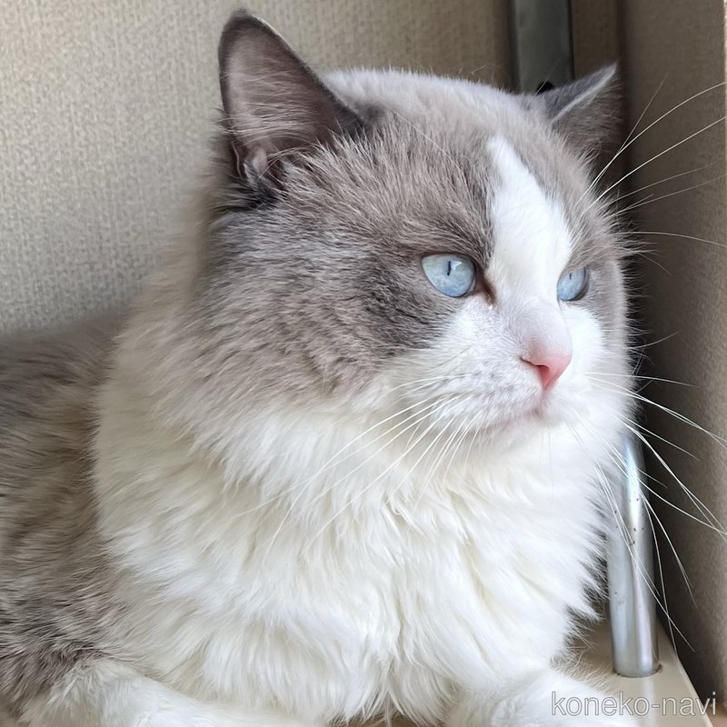 ノアくん1枚目